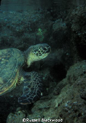 Green Turtle, Tunnels, Kauai by Russell Blackwood 